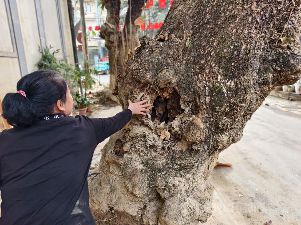 Πώς καταλαβαίνεις ότι ένα δέντρο πεθαίνει, πριν να είναι αργά 2 Πώς καταλαβαίνεις ότι ένα δέντρο πεθαίνει, πριν να είναι αργά