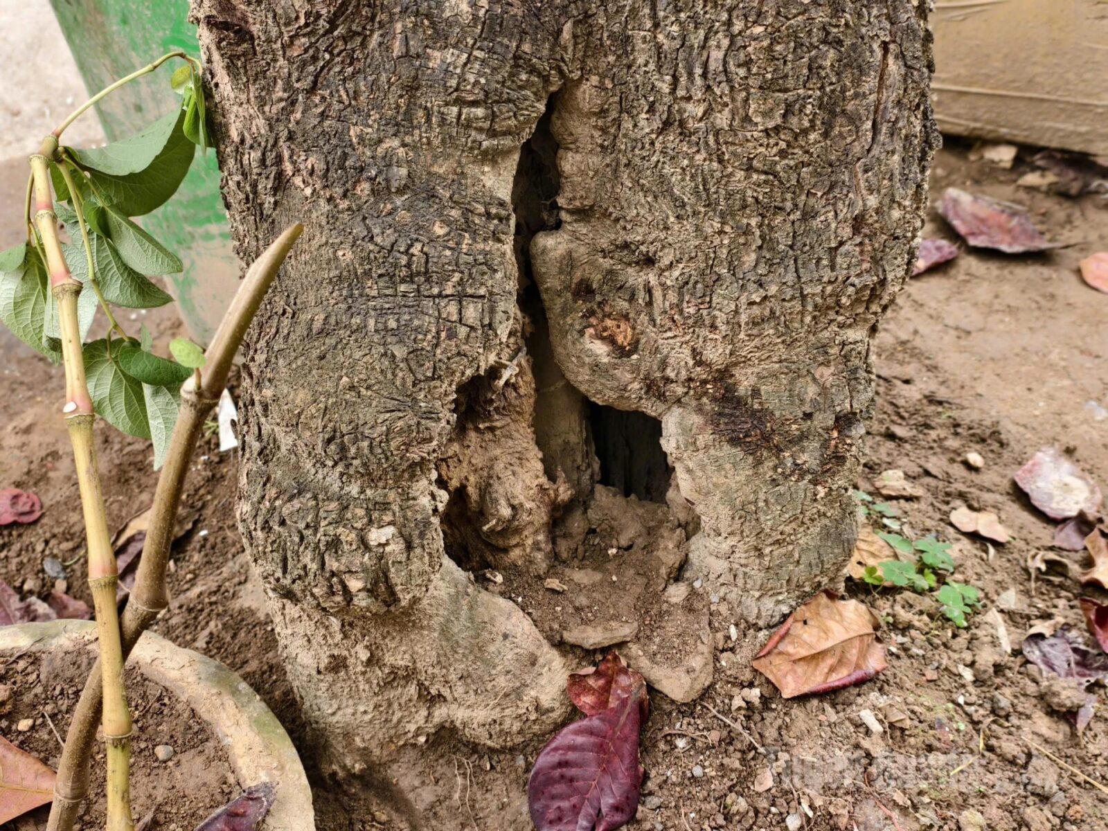 Πώς καταλαβαίνεις ότι ένα δέντρο πεθαίνει, πριν να είναι αργά 3 Πώς καταλαβαίνεις ότι ένα δέντρο πεθαίνει, πριν να είναι αργά