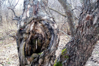 Πώς καταλαβαίνεις ότι ένα δέντρο πεθαίνει, πριν να είναι αργά