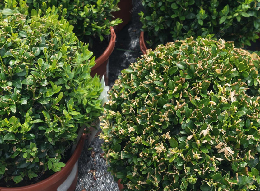 9 Φυτά που Πρέπει να Κλαδέψεις Πριν τον Μάρτιο για να Γίνουν Πιο Δυνατά και Γεμάτα Άνθη 4 Boxwood