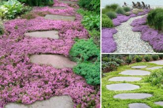 11 "ανταγωνιστικά" φυτά εδαφοκάλυψης που δεν αφήνουν τα ζιζάνια να πάρουν ανάσα