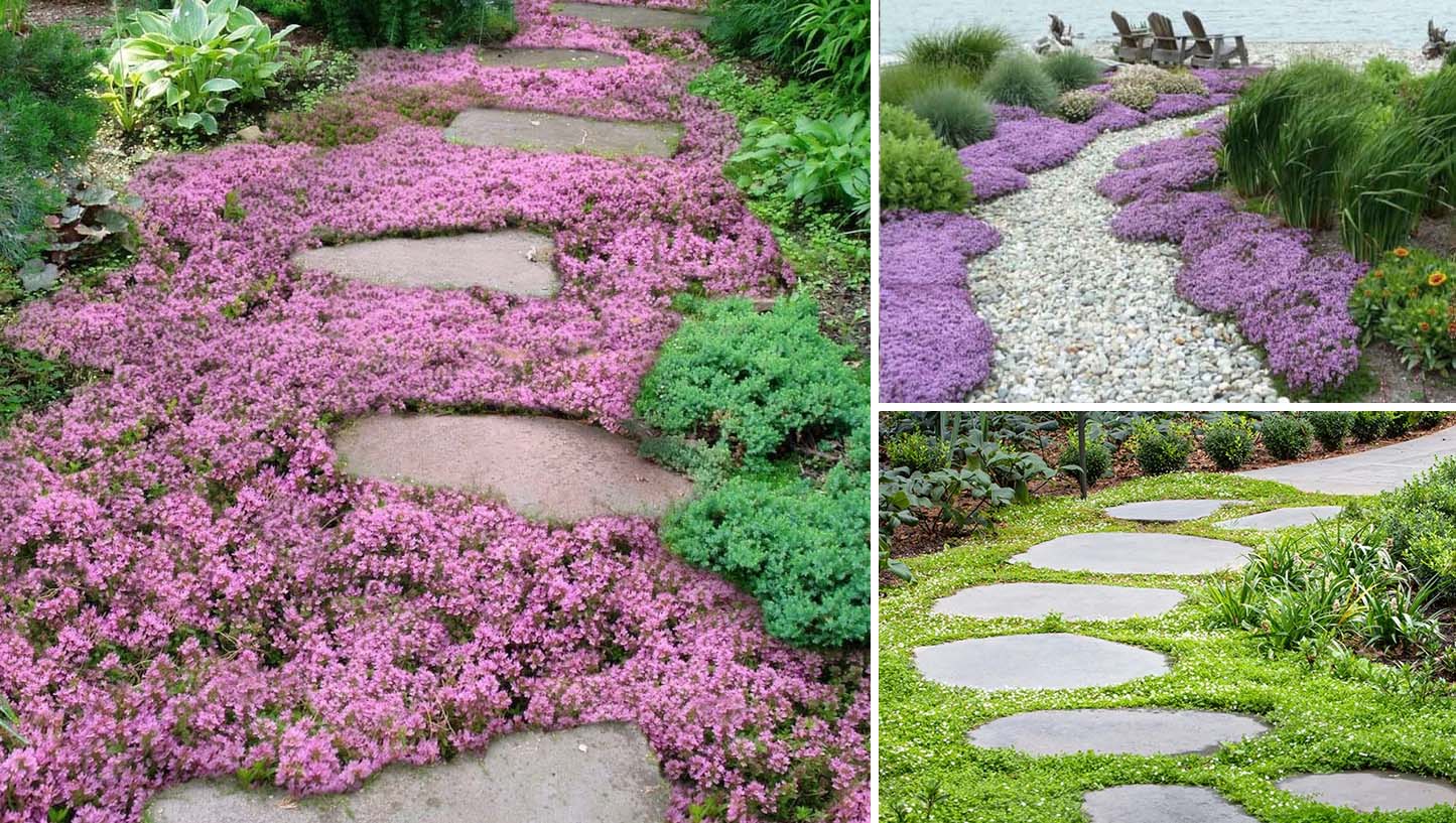 11 "ανταγωνιστικά" φυτά εδαφοκάλυψης που δεν αφήνουν τα ζιζάνια να πάρουν ανάσα