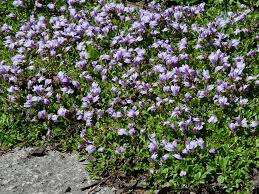 11 "ανταγωνιστικά" φυτά εδαφοκάλυψης που δεν αφήνουν τα ζιζάνια να πάρουν ανάσα 8 11 "ανταγωνιστικά" φυτά εδαφοκάλυψης που δεν αφήνουν τα ζιζάνια να πάρουν ανάσα