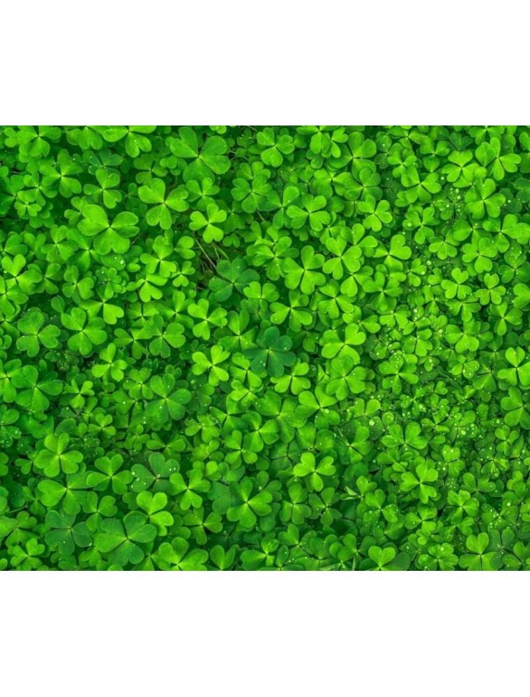 11 "ανταγωνιστικά" φυτά εδαφοκάλυψης που δεν αφήνουν τα ζιζάνια να πάρουν ανάσα 10 11 "ανταγωνιστικά" φυτά εδαφοκάλυψης που δεν αφήνουν τα ζιζάνια να πάρουν ανάσα