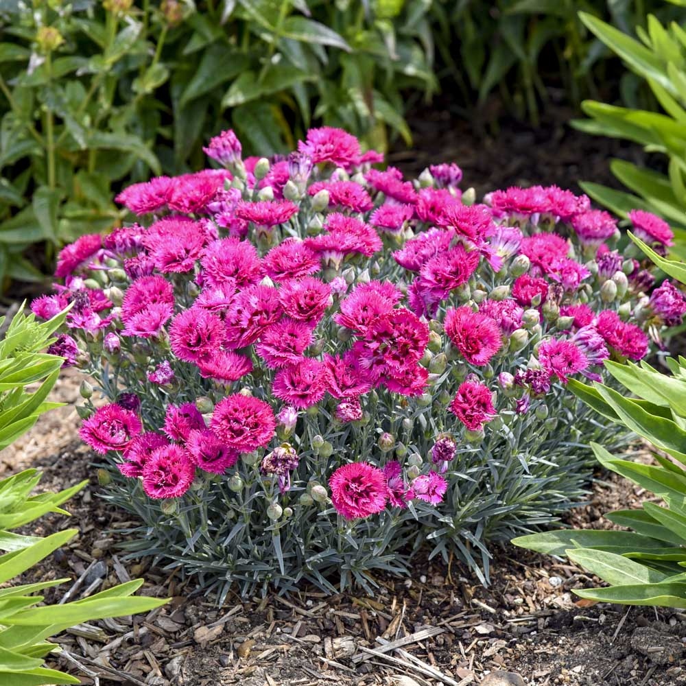 11 "ανταγωνιστικά" φυτά εδαφοκάλυψης που δεν αφήνουν τα ζιζάνια να πάρουν ανάσα 12 11 "ανταγωνιστικά" φυτά εδαφοκάλυψης που δεν αφήνουν τα ζιζάνια να πάρουν ανάσα