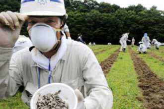 Αυτό είναι το λουλούδι που φύτεψαν στη Φουκουσίμα για να απορροφήσει τη ραδιενέργεια