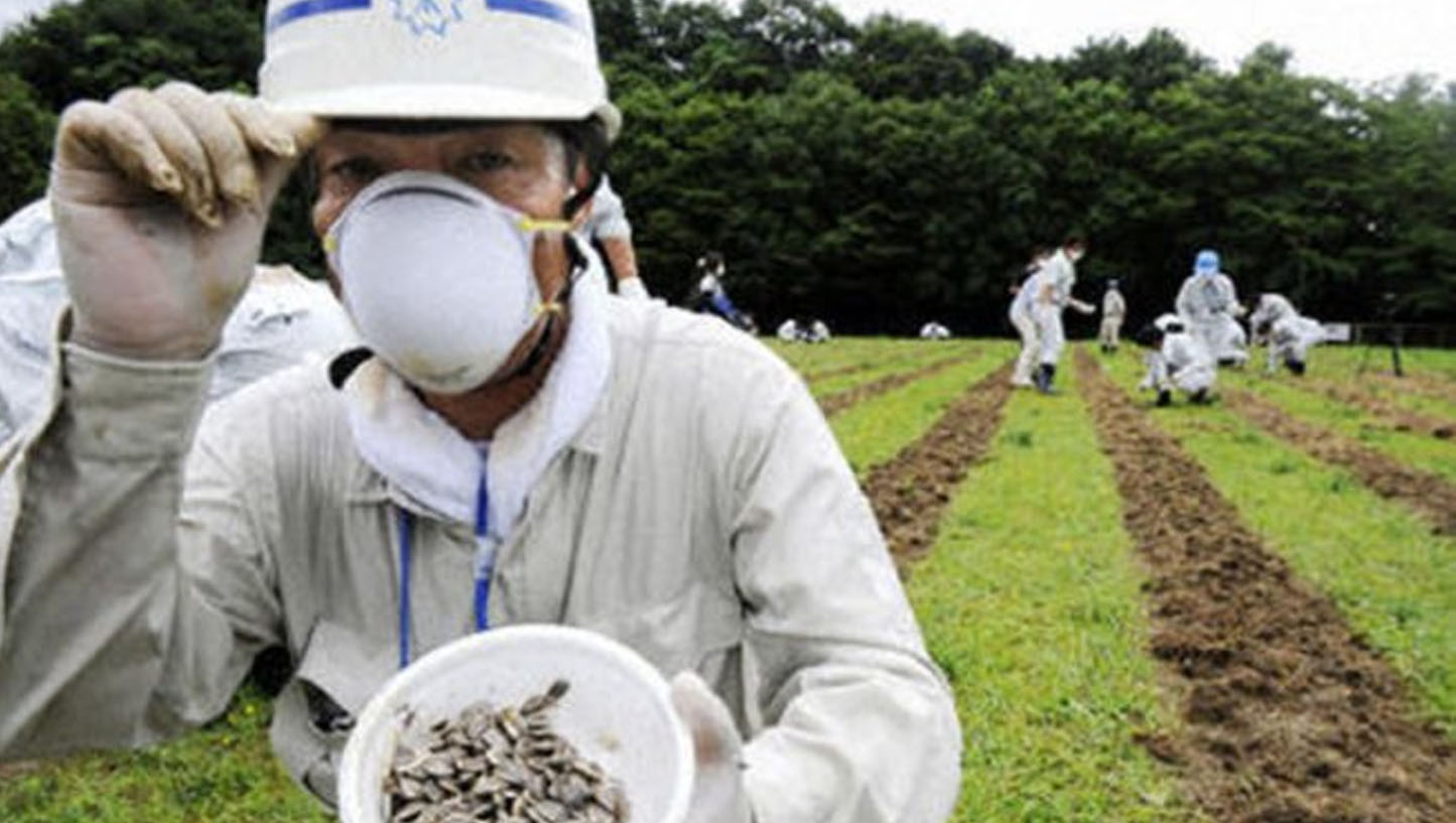 Αυτό είναι το λουλούδι που φύτεψαν στη Φουκουσίμα για να απορροφήσει τη ραδιενέργεια