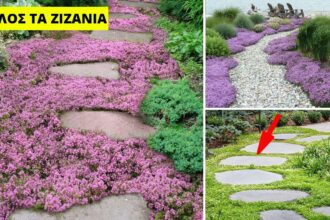 Κολάζ με φυτά εδαφοκάλυψης που αντικαθιστούν το γκαζόν και εμποδίζουν τα ζιζάνια σε μονοπάτι με πέτρες