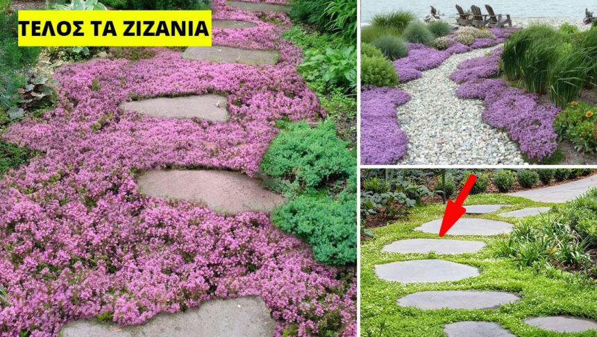 Κολάζ με φυτά εδαφοκάλυψης που αντικαθιστούν το γκαζόν και εμποδίζουν τα ζιζάνια σε μονοπάτι με πέτρες