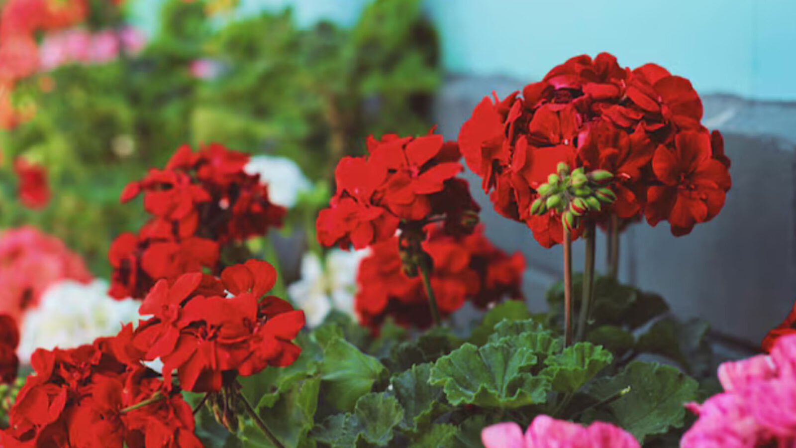 Το κόλπο που κάνει τα γεράνια να γεμίσουν λουλούδια: Τι κάνουν όσοι έχουν πάντα ανθισμένα μπαλκόνια