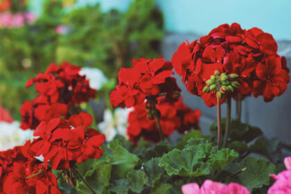 Το κόλπο που κάνει τα γεράνια να γεμίσουν λουλούδια: Τι κάνουν όσοι έχουν πάντα ανθισμένα μπαλκόνια