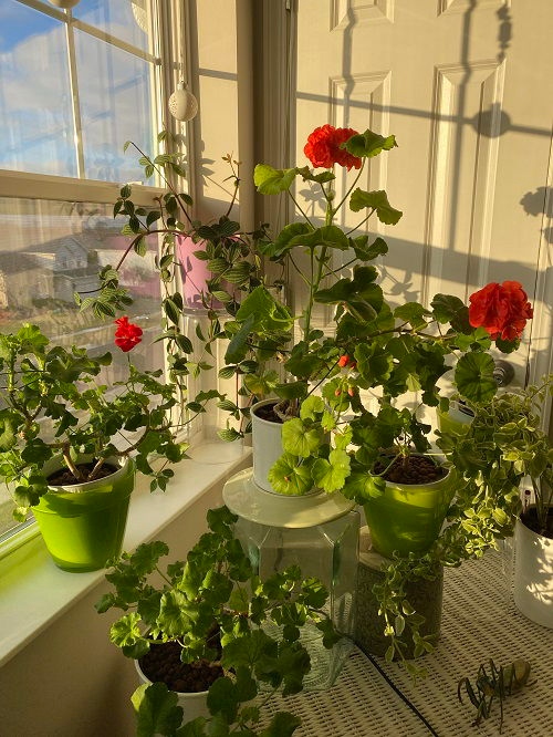 Γεράνια μέσα στο σπίτι: Τα 6 καλύτερα σημεία για να αναπτυχθούν τα φυτά σας σε εσωτερικό χώρο 4 Γεράνια μέσα στο σπίτι: Τα 6 καλύτερα σημεία για να αναπτυχθούν τα φυτά σας σε εσωτερικό χώρο