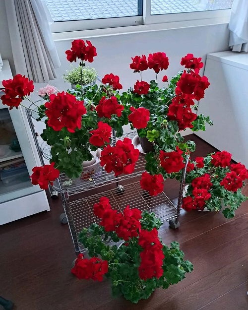 Γεράνια μέσα στο σπίτι: Τα 6 καλύτερα σημεία για να αναπτυχθούν τα φυτά σας σε εσωτερικό χώρο 6 Γεράνια μέσα στο σπίτι: Τα 6 καλύτερα σημεία για να αναπτυχθούν τα φυτά σας σε εσωτερικό χώρο