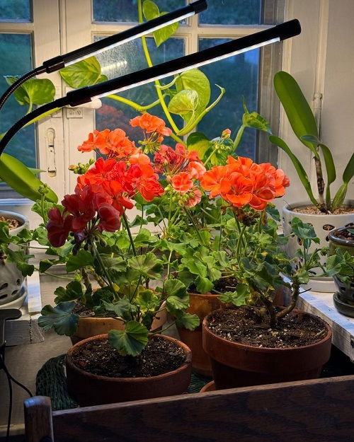 Γεράνια μέσα στο σπίτι: Τα 6 καλύτερα σημεία για να αναπτυχθούν τα φυτά σας σε εσωτερικό χώρο 5 Γεράνια μέσα στο σπίτι: Τα 6 καλύτερα σημεία για να αναπτυχθούν τα φυτά σας σε εσωτερικό χώρο