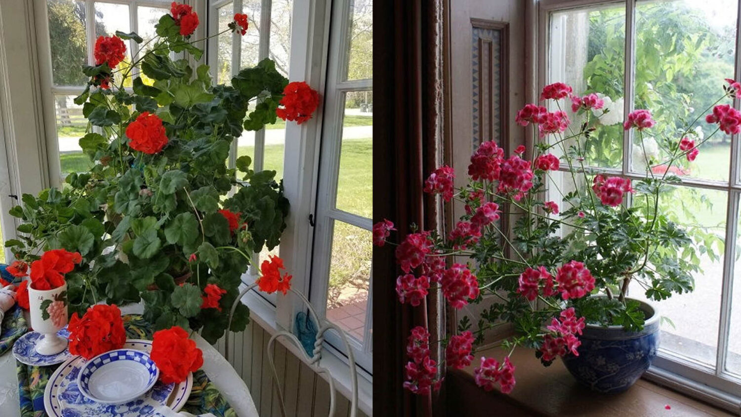 Γεράνια μέσα στο σπίτι: Τα 6 καλύτερα σημεία για να αναπτυχθούν τα φυτά σας σε εσωτερικό χώρο