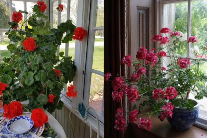 Γεράνια μέσα στο σπίτι: Τα 6 καλύτερα σημεία για να αναπτυχθούν τα φυτά σας σε εσωτερικό χώρο