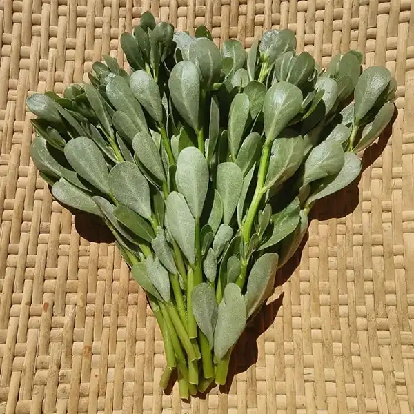 Φυτρώνει παντού, ακόμα και σε πεζοδρόμια αλλά λίγοι γνωρίζουν ότι είναι θησαυρός της φύσης 2 Φυτρώνει παντού, ακόμα και σε πεζοδρόμια αλλά λίγοι γνωρίζουν ότι είναι θησαυρός της φύσης