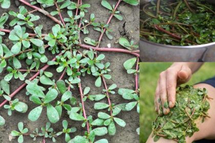 Φυτρώνει παντού, ακόμα και σε πεζοδρόμια αλλά λίγοι γνωρίζουν ότι είναι θησαυρός της φύσης