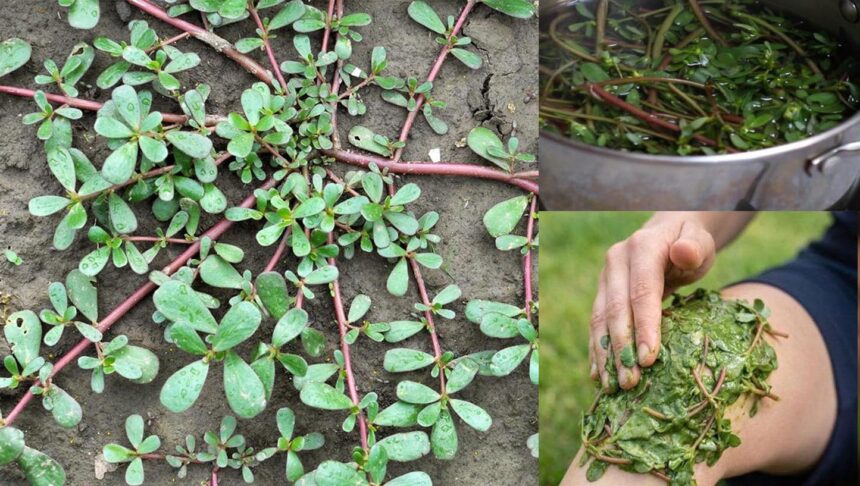 Φυτρώνει παντού, ακόμα και σε πεζοδρόμια αλλά λίγοι γνωρίζουν ότι είναι θησαυρός της φύσης