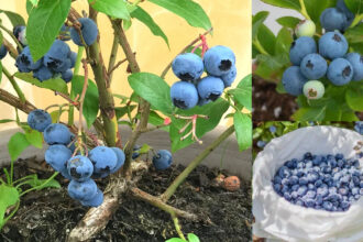 Ούτε σε κήπο ούτε σε χωράφι - Πώς να καλλιεργήσεις μύρτιλα σε γλάστρα (και να πιάσουν)