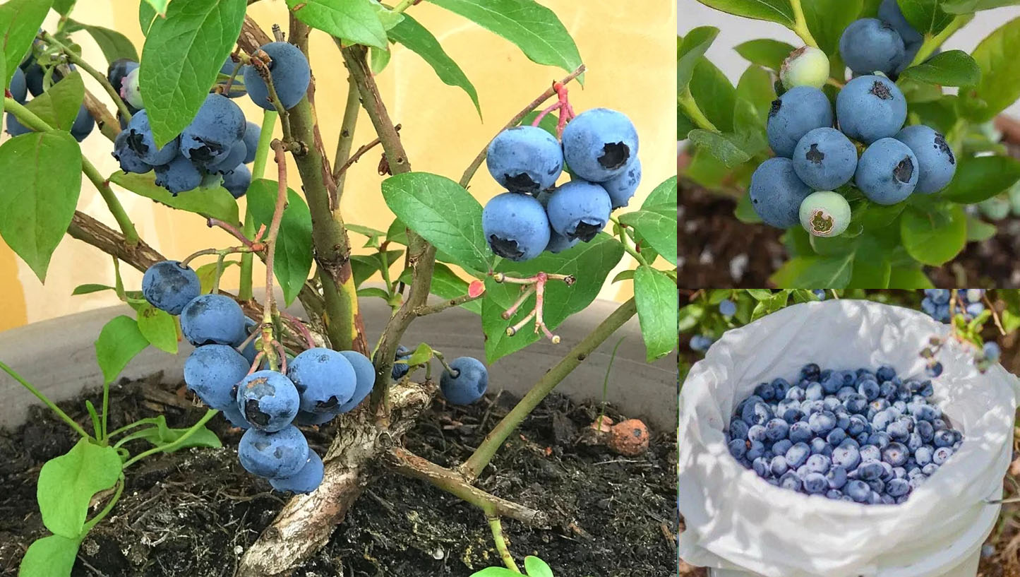 Ούτε σε κήπο ούτε σε χωράφι - Πώς να καλλιεργήσεις μύρτιλα σε γλάστρα (και να πιάσουν)