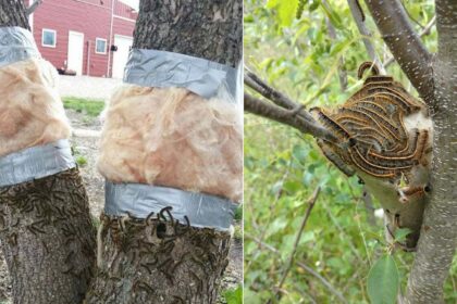 Είδες κάμπιες να τρώνε τα φυτά σου; 6 φυσικοί τρόποι να τις διώξετε χωρίς χημικά
