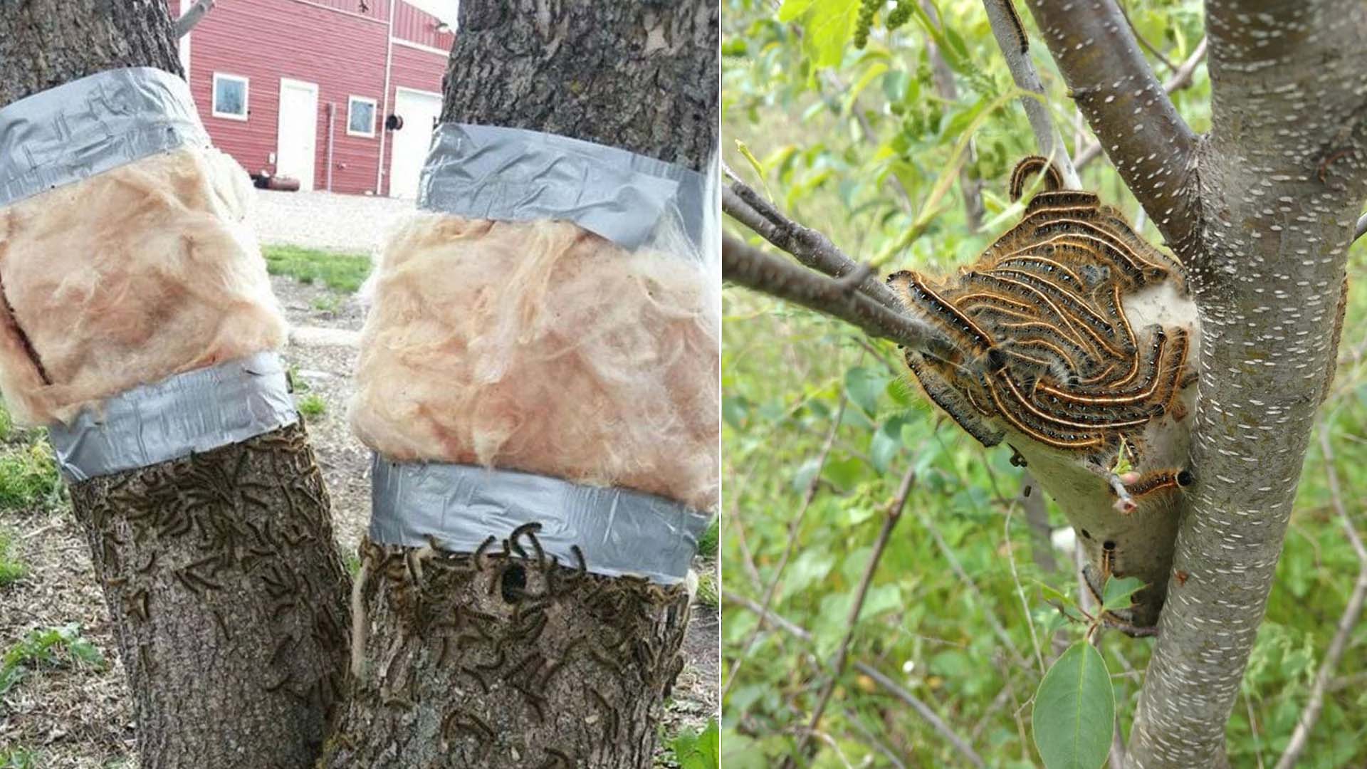 Είδες κάμπιες να τρώνε τα φυτά σου; 6 φυσικοί τρόποι να τις διώξετε χωρίς χημικά