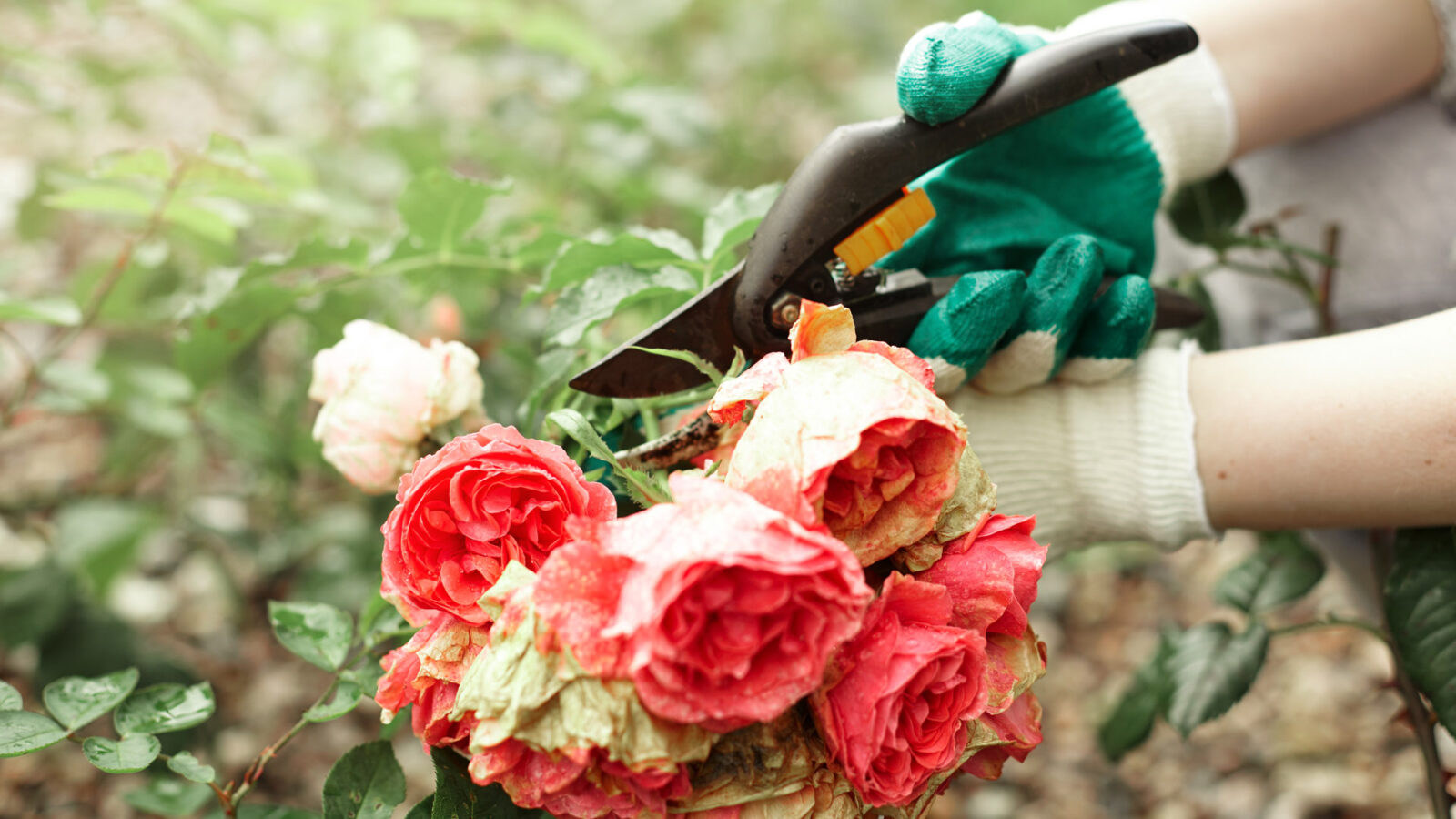 κλάδεμα τριανταφυλλιάς