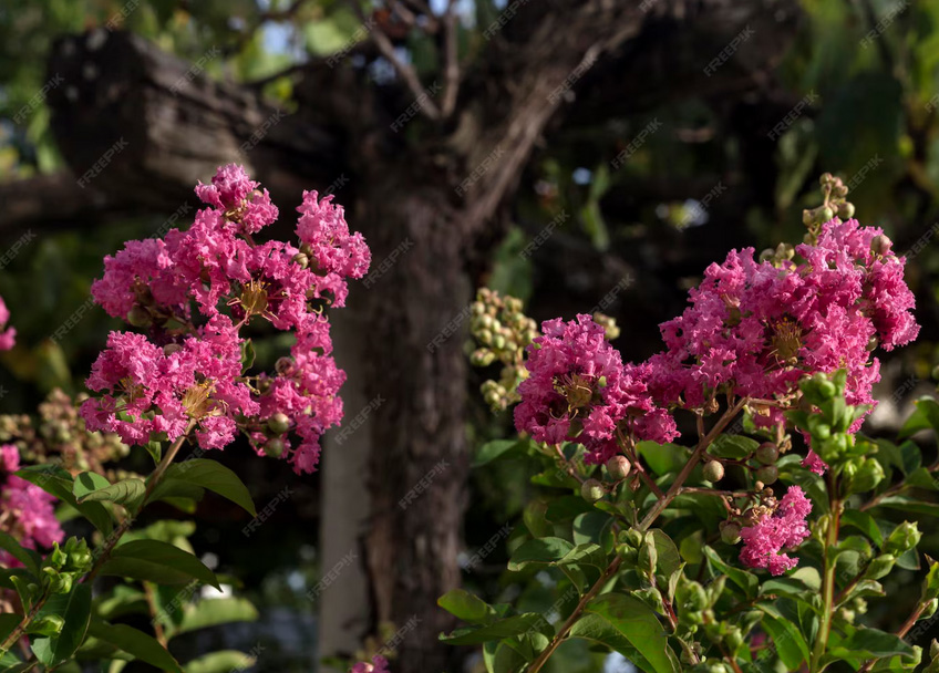 9 Φυτά που Πρέπει να Κλαδέψεις Πριν τον Μάρτιο για να Γίνουν Πιο Δυνατά και Γεμάτα Άνθη 3 9 Φυτά που Πρέπει να Κλαδέψεις Πριν τον Μάρτιο για να Γίνουν Πιο Δυνατά και Γεμάτα Άνθη