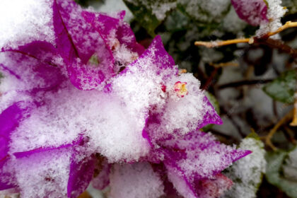 Πώς να ξεχειμωνιάσετε τις πετούνιες σας τώρα για να αντέξουν μέχρι την άνοιξη