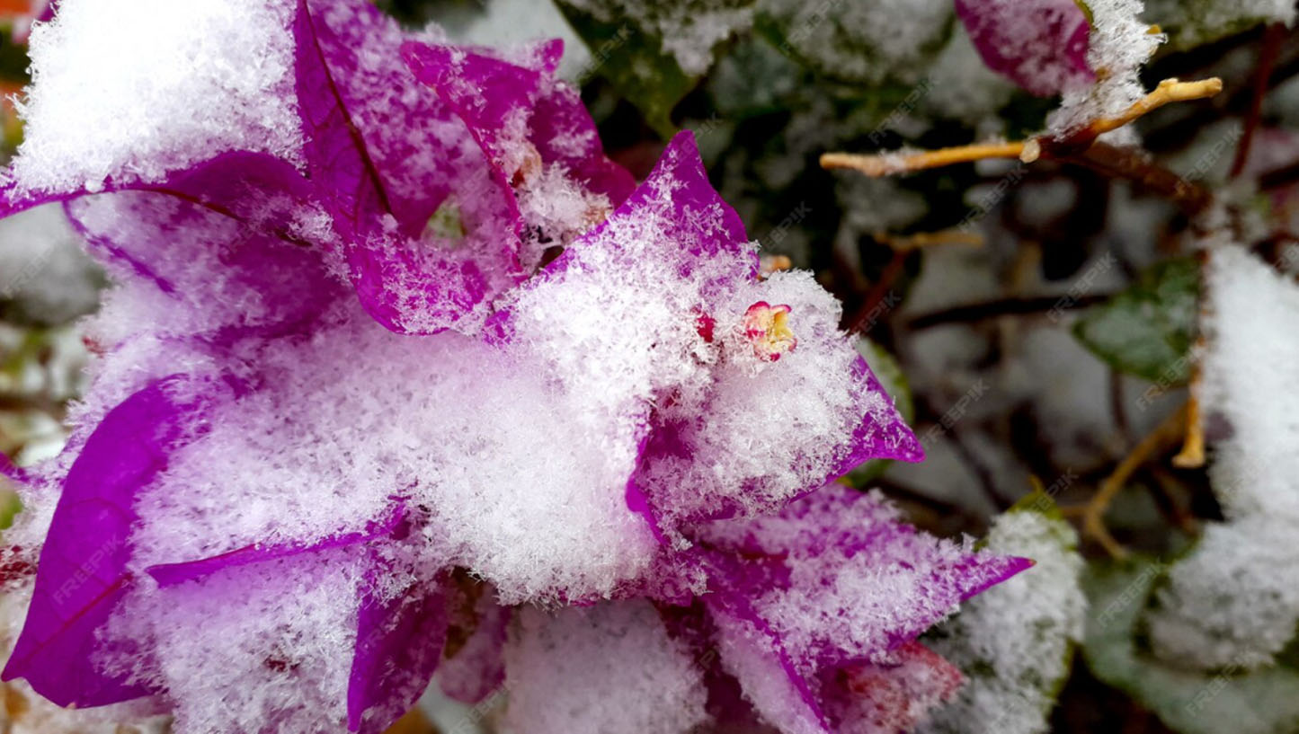 Πώς να ξεχειμωνιάσετε τις πετούνιες σας τώρα για να αντέξουν μέχρι την άνοιξη