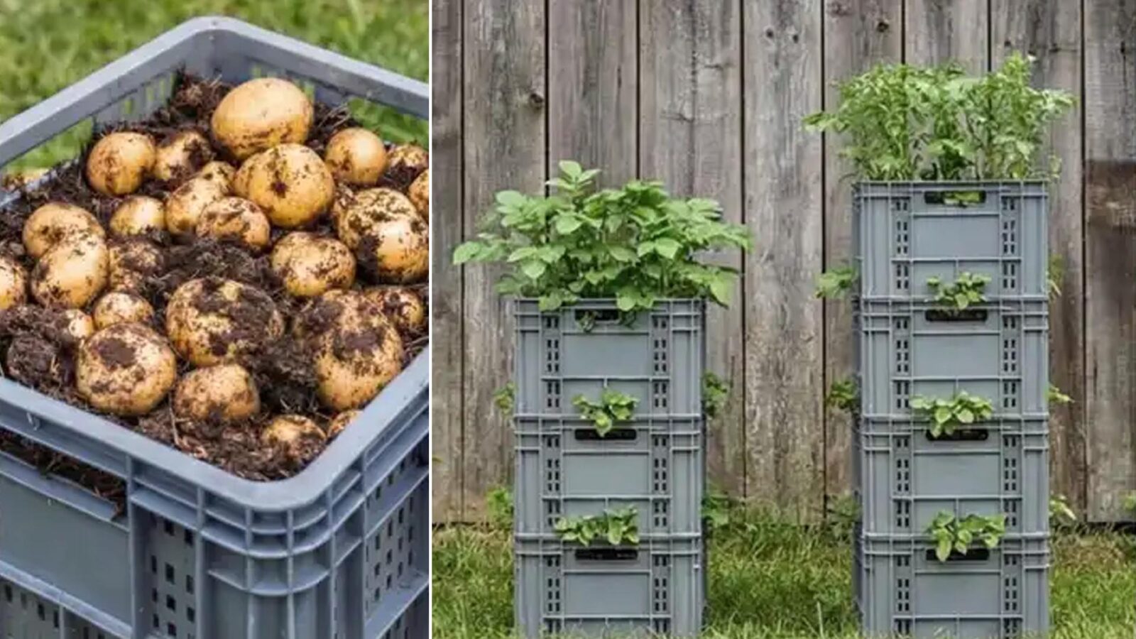 Πώς καλλιεργούν πατάτες σε στοιβαγμένα τελάρα (και πώς μπορείς να το κάνεις κι εσύ στο σπίτι)