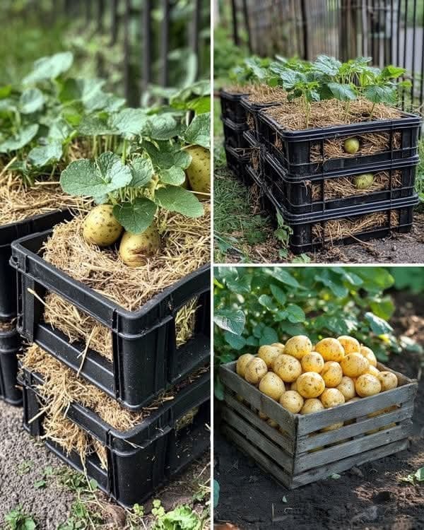 Πώς καλλιεργούν πατάτες σε στοιβαγμένα τελάρα (και πώς μπορείς να το κάνεις κι εσύ στο σπίτι) 2 Πατάτες σε κάθετα τελάρα