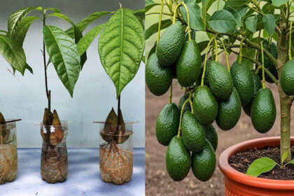 Πώς καλλιεργούν οι αγρότες τα αβοκάντο (και πώς μπορείς να ξεκινήσεις κι εσύ στο σπίτι)