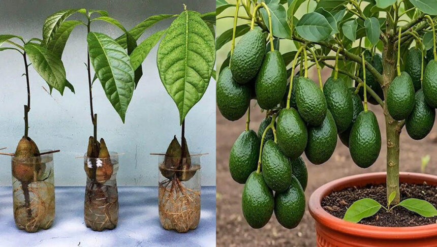 Πώς καλλιεργούν οι αγρότες τα αβοκάντο (και πώς μπορείς να ξεκινήσεις κι εσύ στο σπίτι)