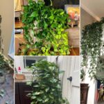 πόθος καταρράκτης