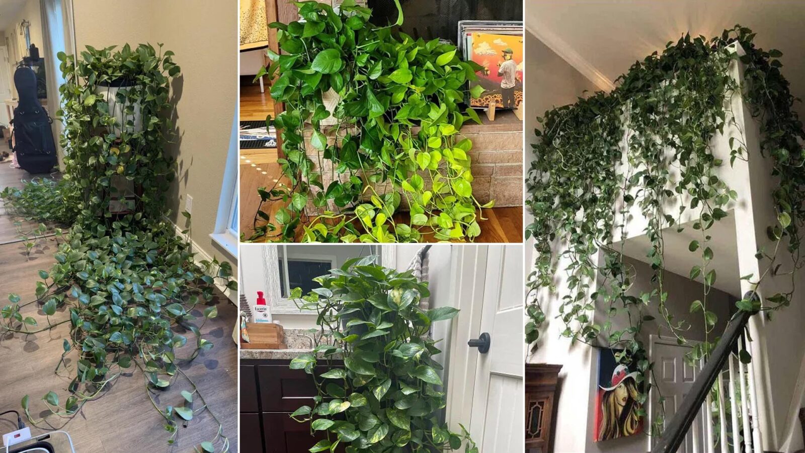 πόθος καταρράκτης