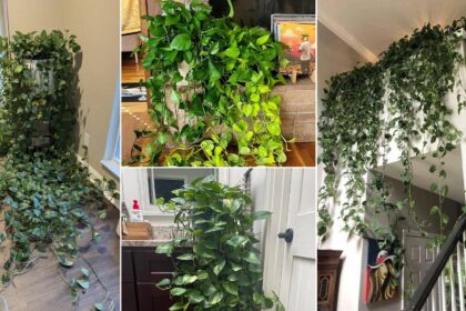 πόθος καταρράκτης