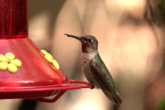 Βάψε τη βεράντα σου με ΚΟΚΚΙΝΟ χρώμα και δημιούργησε ένα ΠΑΡΑΔΕΙΣΟ για τα πουλιά!