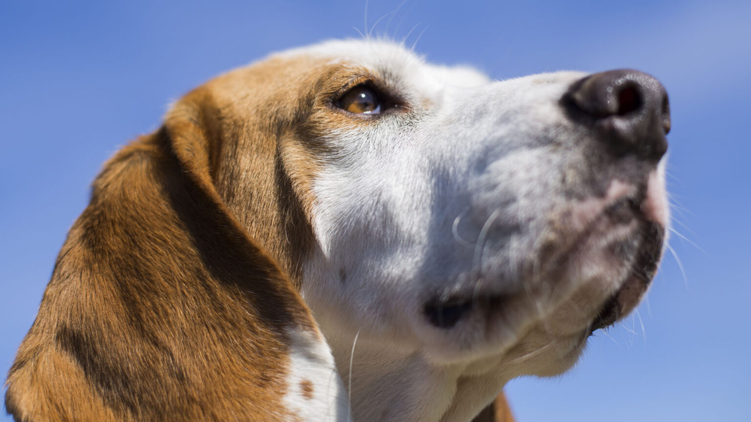 σκύλος που μυρίζει τον άερα