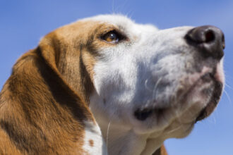 σκύλος που μυρίζει τον άερα