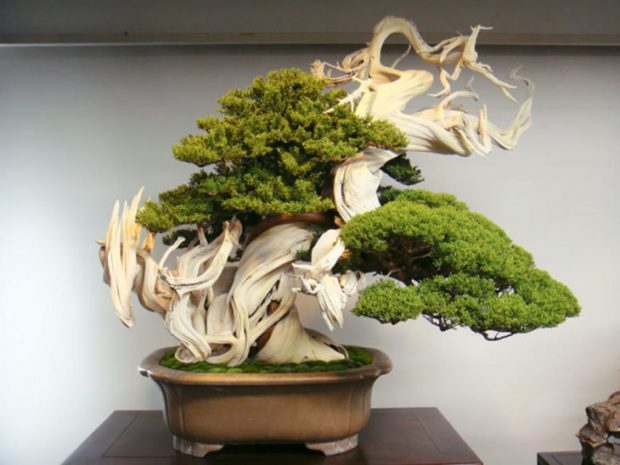 25 Μαγευτικά Bonsai που θα θέλεις να είναι δικά σου - Και μπορείς να τα φτιάξεις από σχεδόν οποιοδήποτε φυτό 25 25 Μαγευτικά Bonsai που θα θέλεις να είναι δικά σου - Και μπορείς να τα φτιάξεις από σχεδόν οποιοδήποτε φυτό