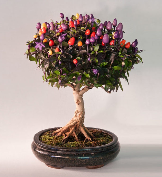 25 Μαγευτικά Bonsai που θα θέλεις να είναι δικά σου - Και μπορείς να τα φτιάξεις από σχεδόν οποιοδήποτε φυτό 13 25 Μαγευτικά Bonsai που θα θέλεις να είναι δικά σου - Και μπορείς να τα φτιάξεις από σχεδόν οποιοδήποτε φυτό
