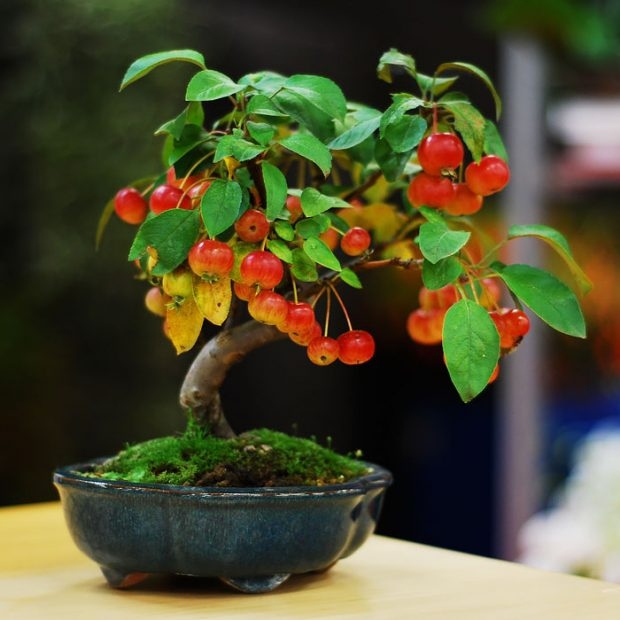 25 Μαγευτικά Bonsai που θα θέλεις να είναι δικά σου - Και μπορείς να τα φτιάξεις από σχεδόν οποιοδήποτε φυτό 11 25 Μαγευτικά Bonsai που θα θέλεις να είναι δικά σου - Και μπορείς να τα φτιάξεις από σχεδόν οποιοδήποτε φυτό