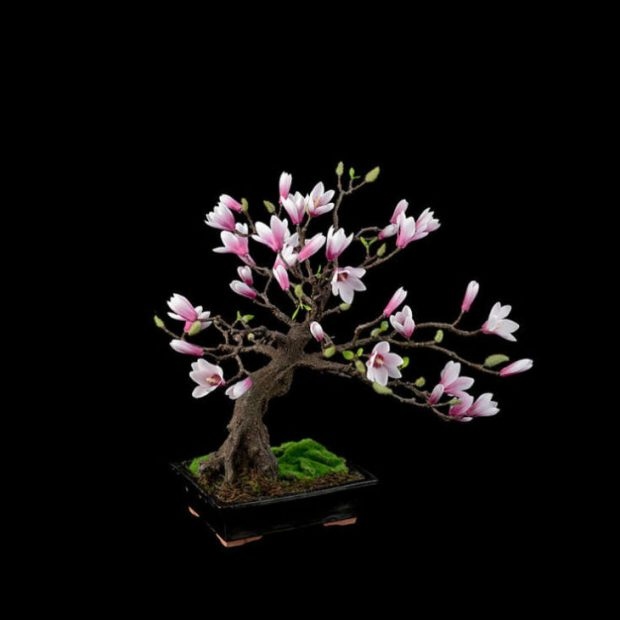 25 Μαγευτικά Bonsai που θα θέλεις να είναι δικά σου - Και μπορείς να τα φτιάξεις από σχεδόν οποιοδήποτε φυτό 10 25 Μαγευτικά Bonsai που θα θέλεις να είναι δικά σου - Και μπορείς να τα φτιάξεις από σχεδόν οποιοδήποτε φυτό