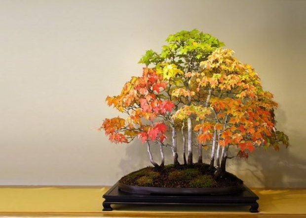 25 Μαγευτικά Bonsai που θα θέλεις να είναι δικά σου - Και μπορείς να τα φτιάξεις από σχεδόν οποιοδήποτε φυτό 7 25 Μαγευτικά Bonsai που θα θέλεις να είναι δικά σου - Και μπορείς να τα φτιάξεις από σχεδόν οποιοδήποτε φυτό