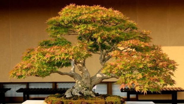 25 Μαγευτικά Bonsai που θα θέλεις να είναι δικά σου - Και μπορείς να τα φτιάξεις από σχεδόν οποιοδήποτε φυτό 5 25 Μαγευτικά Bonsai που θα θέλεις να είναι δικά σου - Και μπορείς να τα φτιάξεις από σχεδόν οποιοδήποτε φυτό