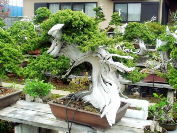 25 Μαγευτικά Bonsai που θα θέλεις να είναι δικά σου - Και μπορείς να τα φτιάξεις από σχεδόν οποιοδήποτε φυτό 4 25 Μαγευτικά Bonsai που θα θέλεις να είναι δικά σου - Και μπορείς να τα φτιάξεις από σχεδόν οποιοδήποτε φυτό
