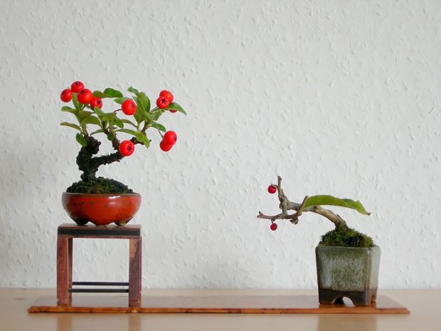 25 Μαγευτικά Bonsai που θα θέλεις να είναι δικά σου - Και μπορείς να τα φτιάξεις από σχεδόν οποιοδήποτε φυτό 3 25 Μαγευτικά Bonsai που θα θέλεις να είναι δικά σου - Και μπορείς να τα φτιάξεις από σχεδόν οποιοδήποτε φυτό