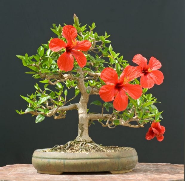 25 Μαγευτικά Bonsai που θα θέλεις να είναι δικά σου - Και μπορείς να τα φτιάξεις από σχεδόν οποιοδήποτε φυτό 2 25 Μαγευτικά Bonsai που θα θέλεις να είναι δικά σου - Και μπορείς να τα φτιάξεις από σχεδόν οποιοδήποτε φυτό
